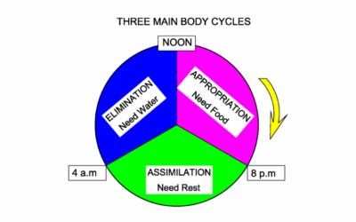 BODY CYCLES